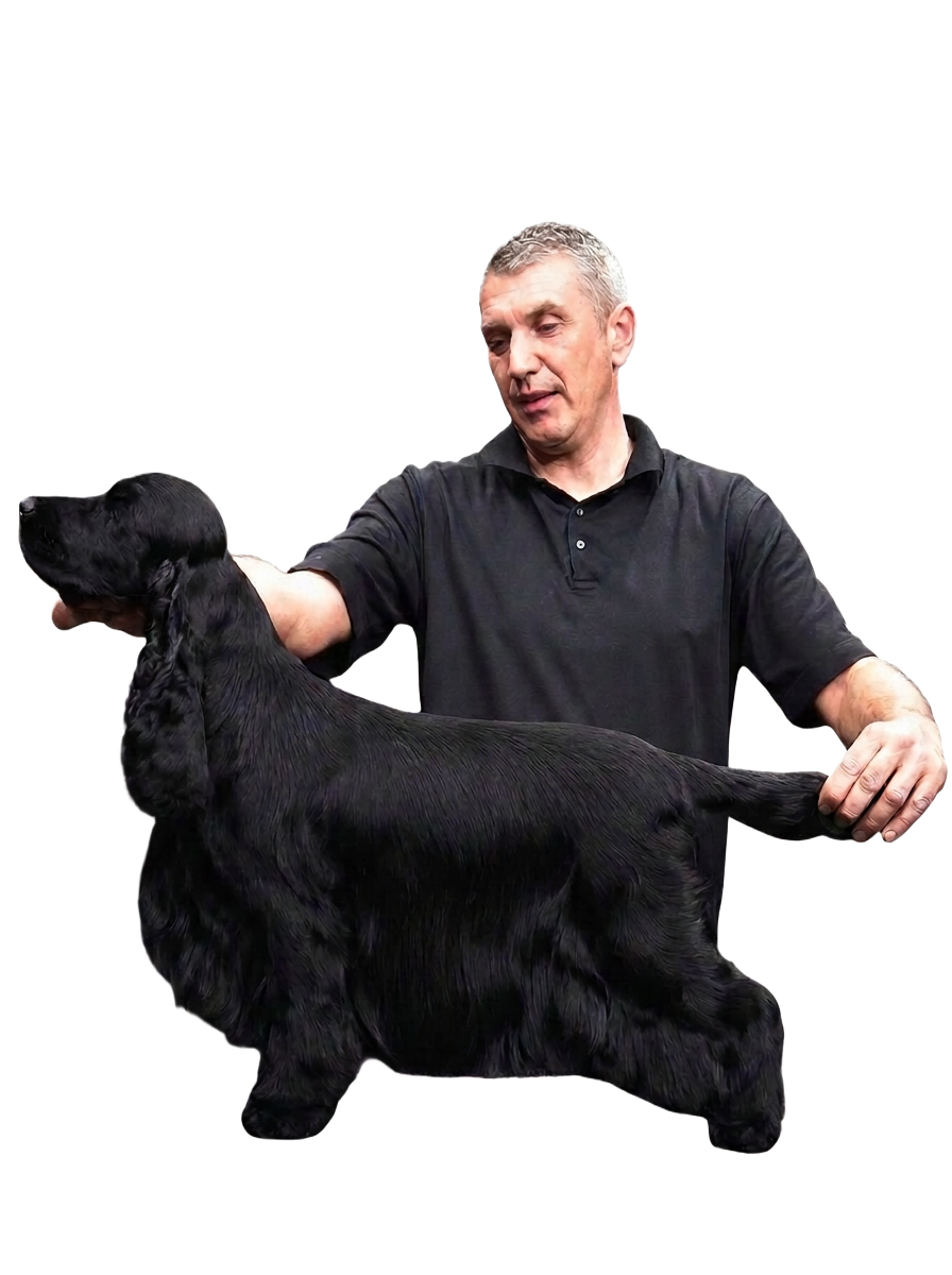 Portrait of lecturer Dushko Piljevic presenting a black spaniel on a grooming table